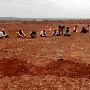 cricket-ground-development