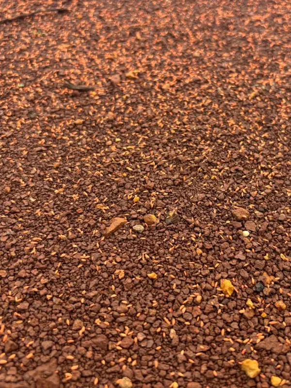 Grass Seed During Ground Construction