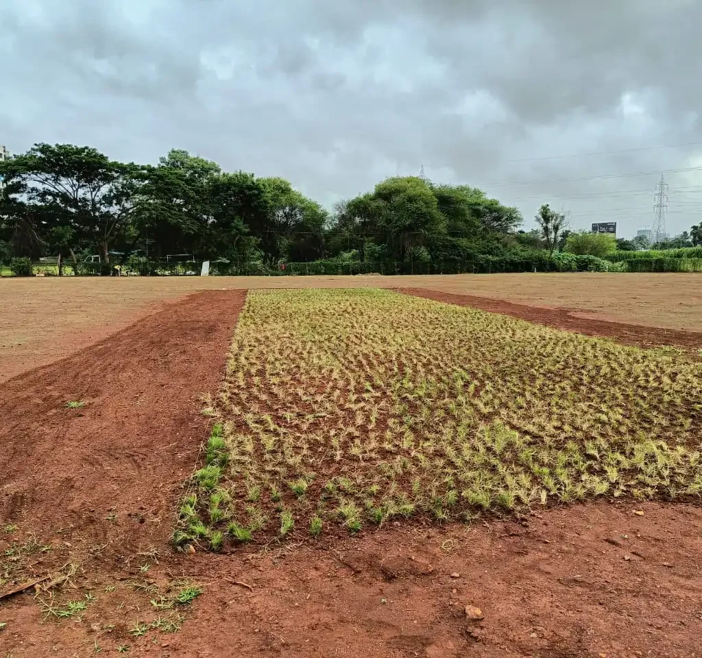Growing Grass On The Natural Grass Ground Image
