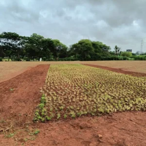 Growing Grass On The Natural Grass Ground Image