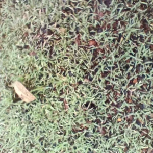Close-up view of natural grass used for sports ground construction.