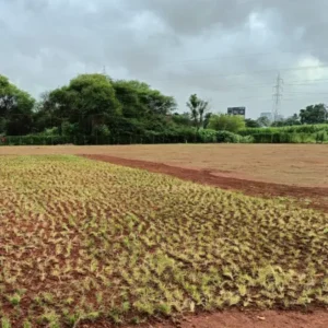Red soil base preparation for natural grass sports ground.